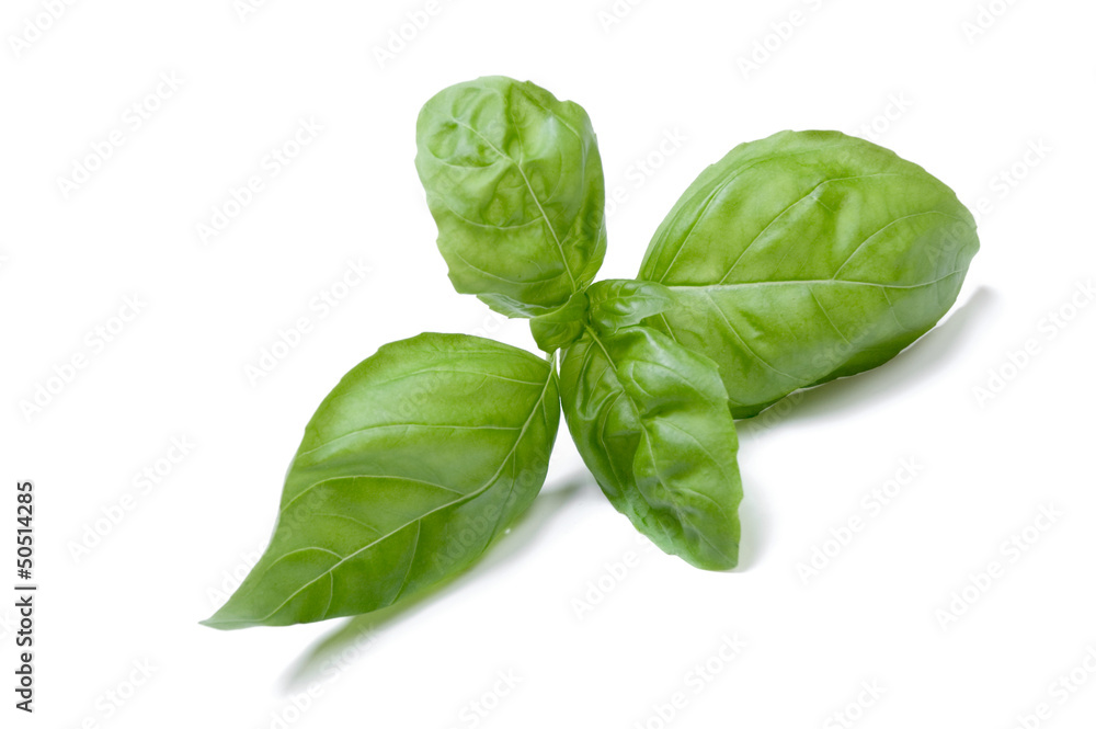 Fresh green basil leaves isolated on white Fresh green basil leaves isolated on white