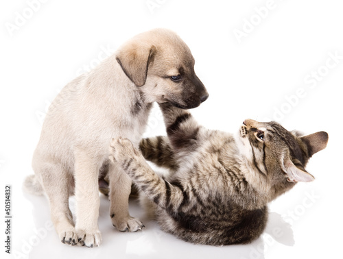 Dog And Kitten. isolated on white