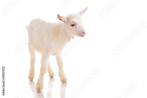 goat   isolated