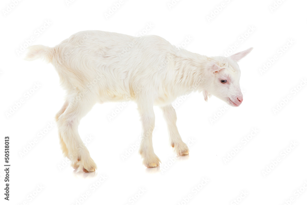 goat , isolated