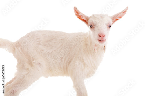 goat , isolated