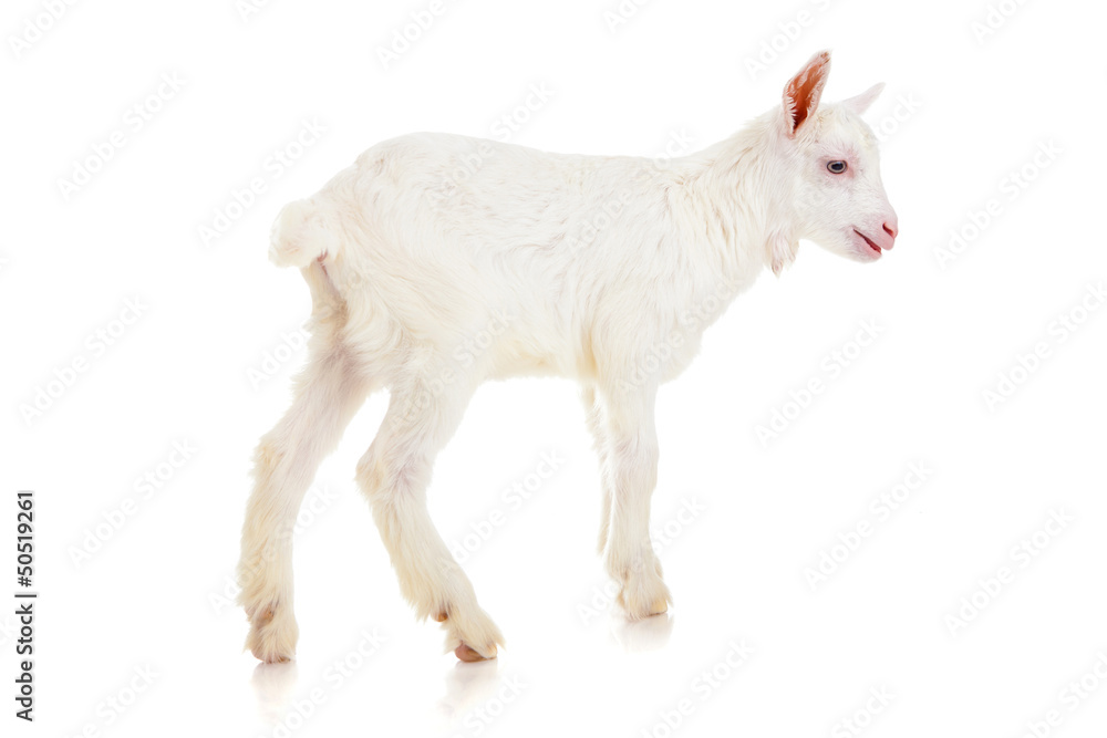 Obraz premium goat , isolated
