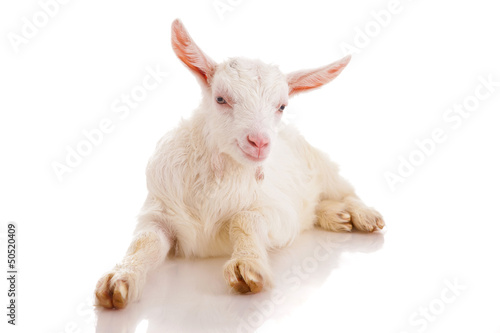 goat , isolated