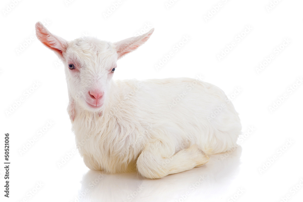 Fototapeta premium goat , isolated
