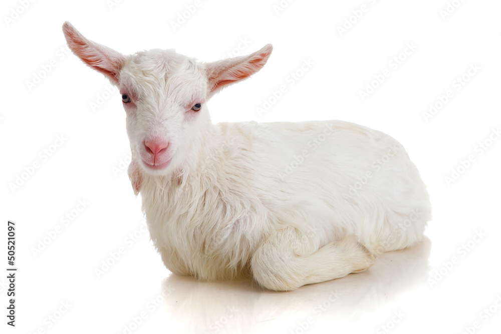 Fototapeta premium goat , isolated