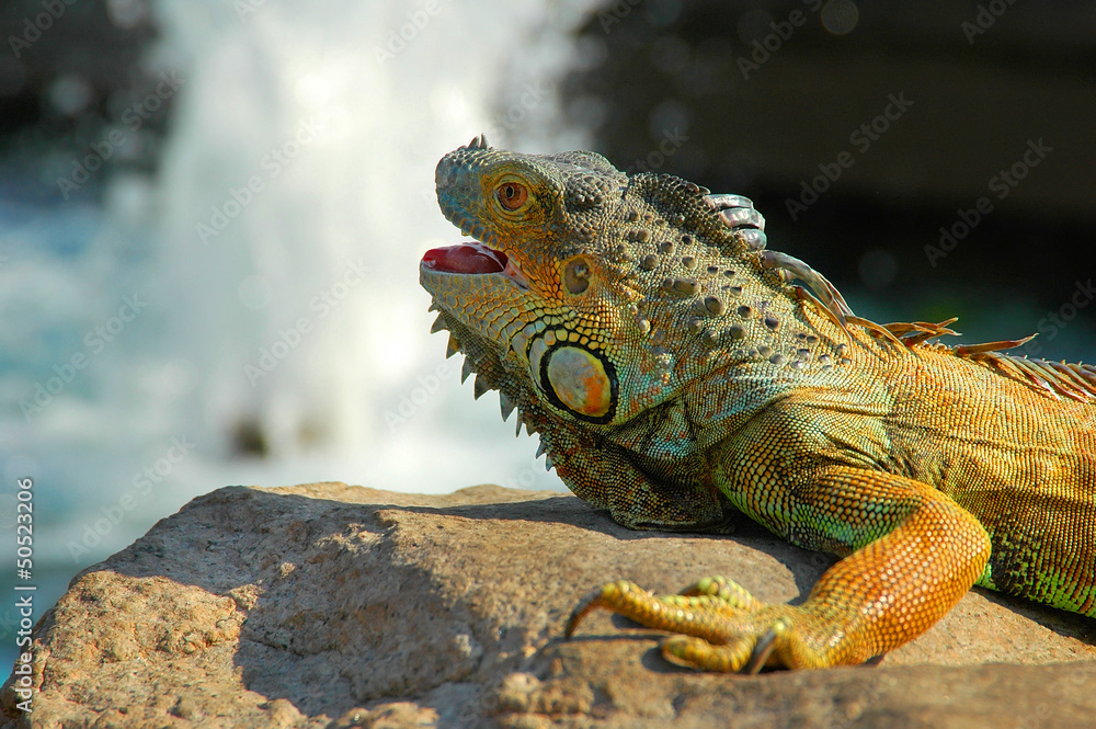 Fototapeta premium Iguana