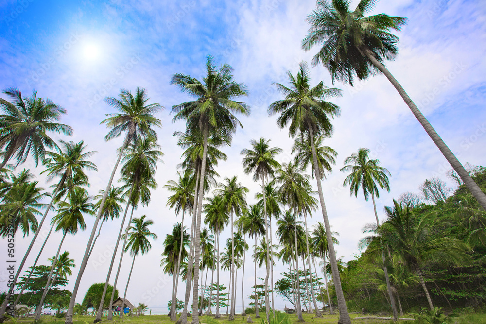 Palm trees on the beach under the blue sky Palm trees on the beach under the blue sky
