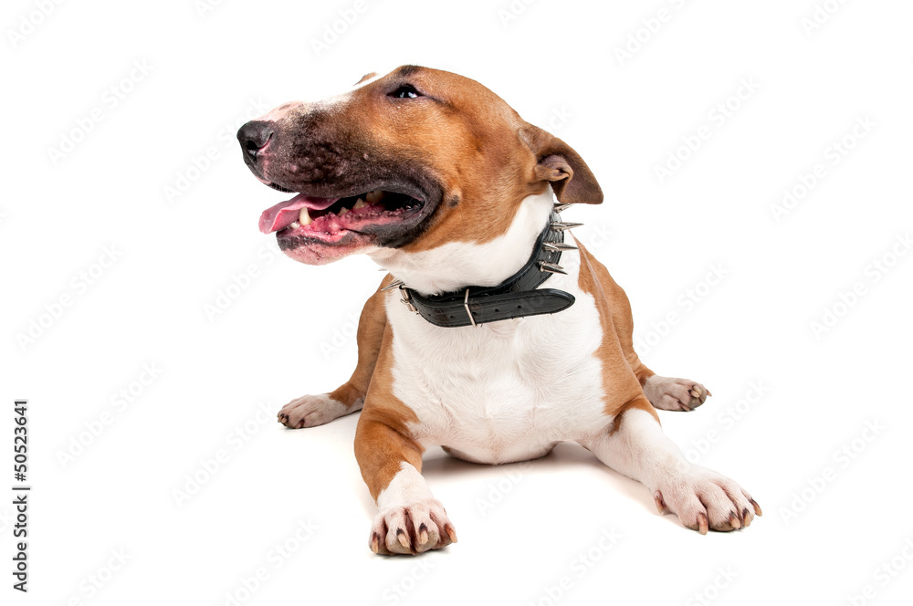Bull Terrier Bull Terrier