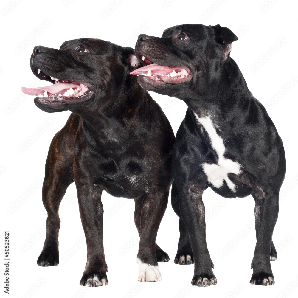 Obraz premium two staffordshire bull terrier dogs
