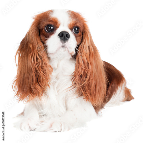 cavalier king charles spaniel dog portrait