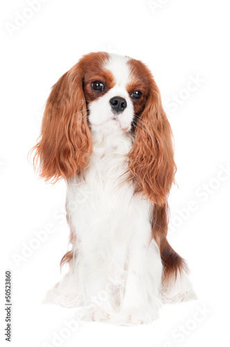 Canvas Print cavalier king charles spaniel dog portrait