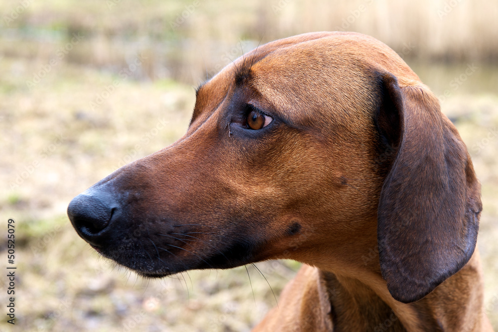 headshot dog