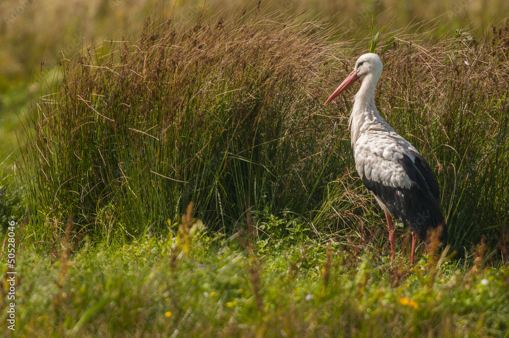 Fototapeta premium Cigogne blanche (Ciconia ciconia - White Stork) au marais du Cro