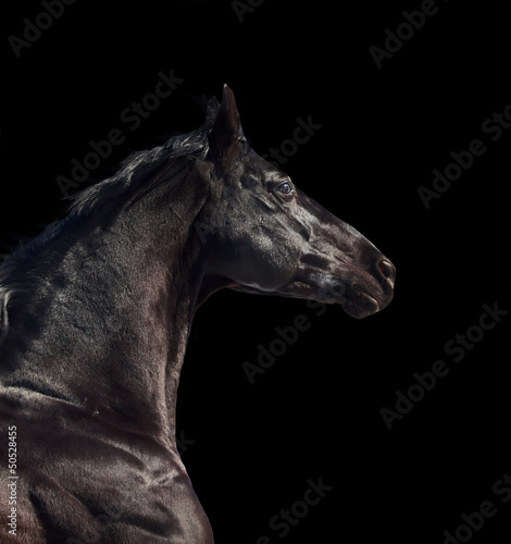 portrait of running sportive breed horse isolated