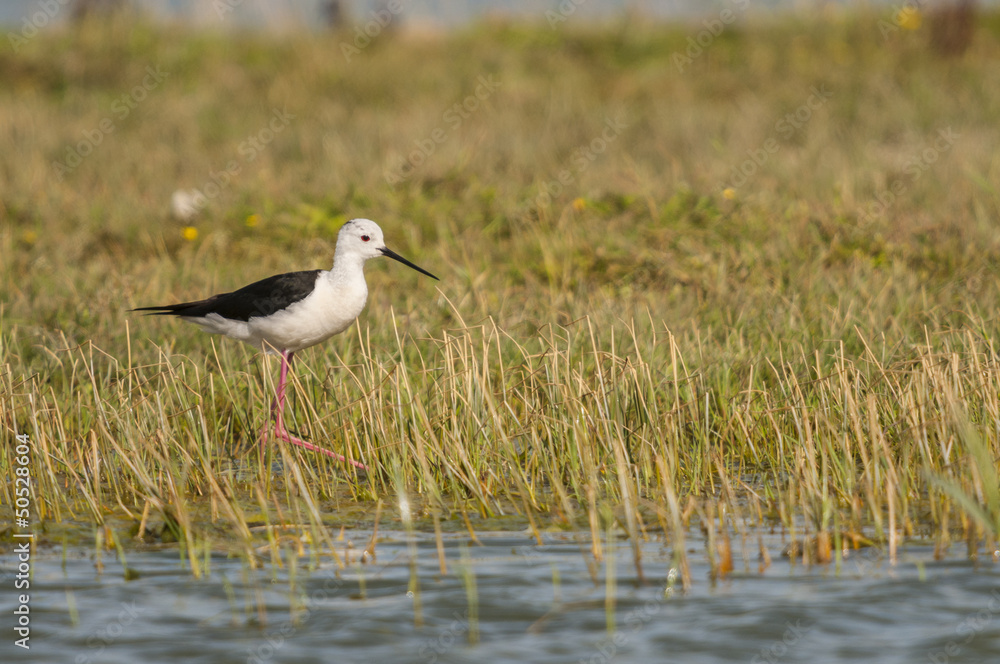 Échasse blanche (Himantopus himantopus - Black-winged Stilt) au Échasse blanche (Himantopus himantopus - Black-winged Stilt) au