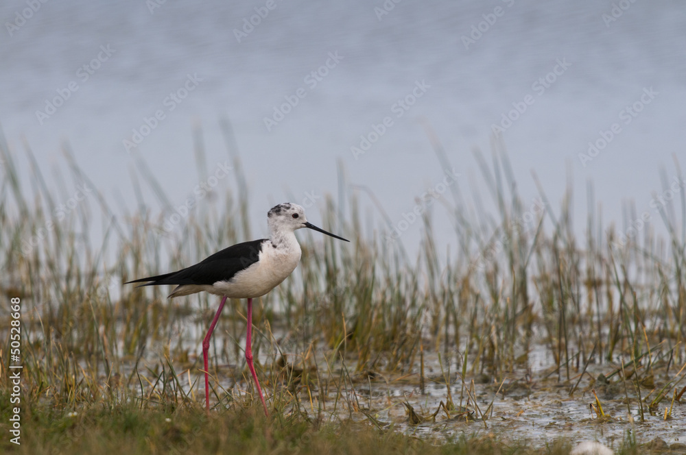 Fototapeta premium Échasse blanche (Himantopus himantopus - Black-winged Stilt )