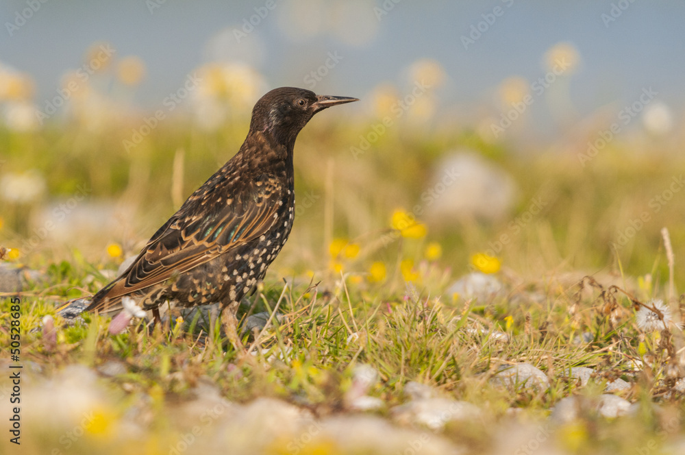 Étourneau sansonnet (Sturnus vulgaris - Common Starling) Étourneau sansonnet (Sturnus vulgaris - Common Starling)