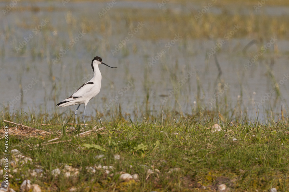 Avocette élégante (Recurvirostra avosetta - Pied Avocet) Avocette élégante (Recurvirostra avosetta - Pied Avocet)