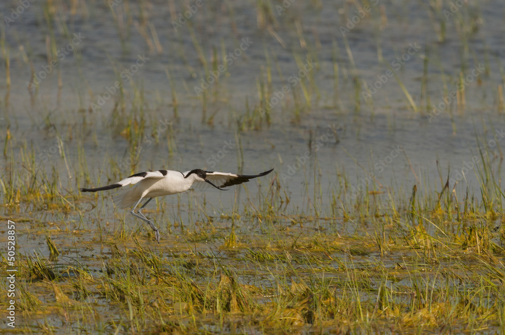 Fototapeta premium Avocette élégante (Recurvirostra avosetta - Pied Avocet) en vo