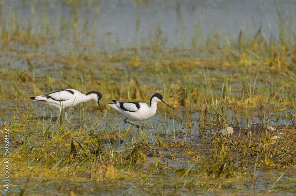 Avocette élégante (Recurvirostra avosetta - Pied Avocet) Avocette élégante (Recurvirostra avosetta - Pied Avocet)