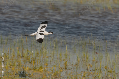 Avocette élégante (Recurvirostra avosetta - Pied Avocet) en vo