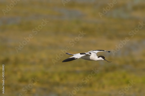 Avocette élégante (Recurvirostra avosetta - Pied Avocet) en vo