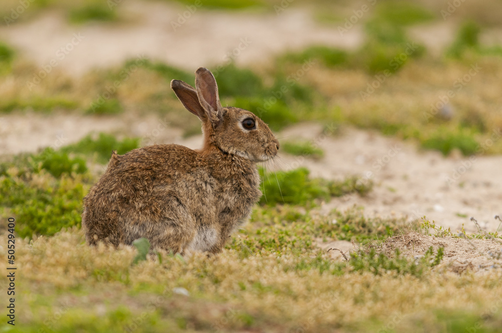 Lapin de garenne ou lapin commun (Oryctolagus cuniculus) Lapin de garenne ou lapin commun (Oryctolagus cuniculus)