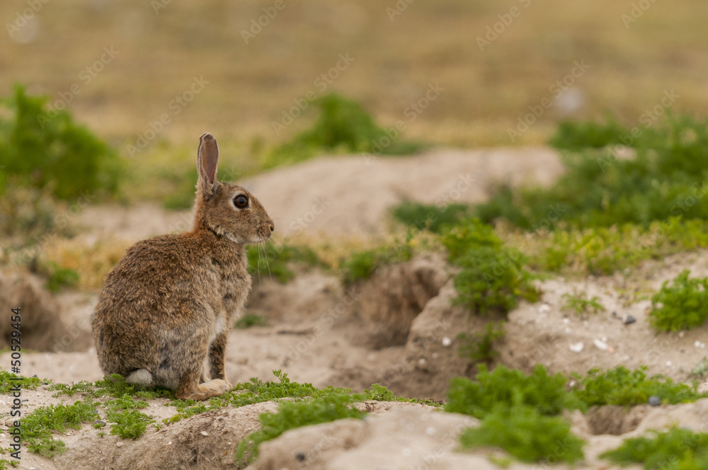 Naklejka premium Lapin de garenne ou lapin commun (Oryctolagus cuniculus)