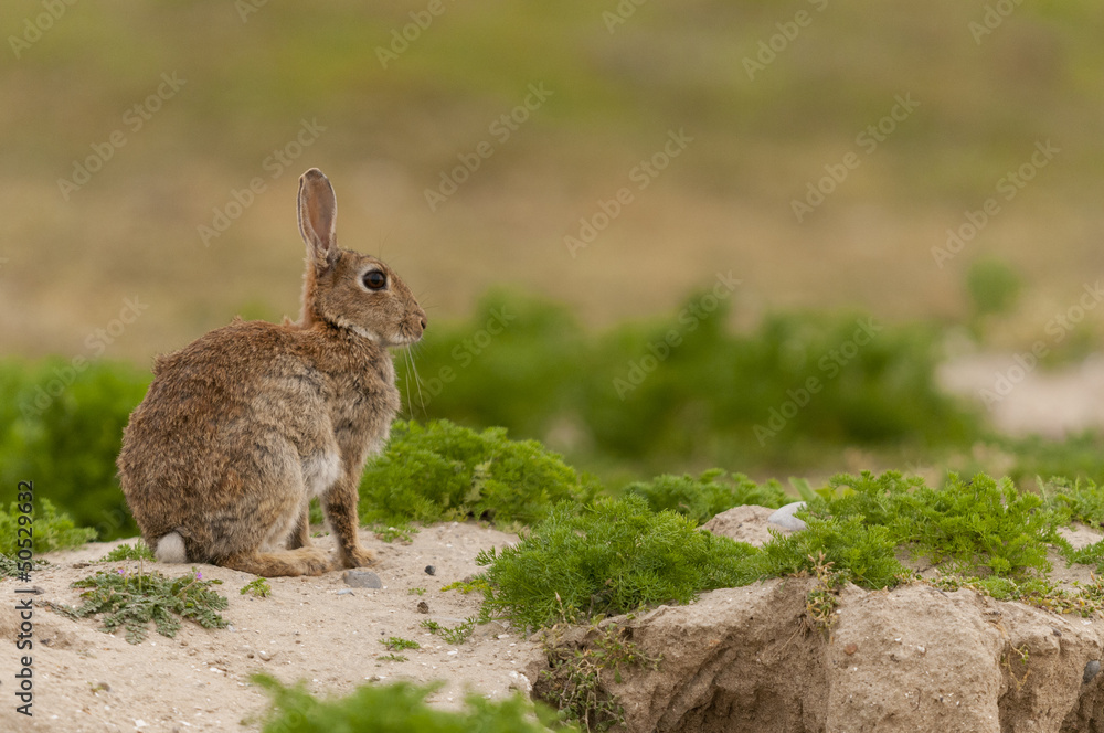Fototapeta premium Lapin de garenne ou lapin commun (Oryctolagus cuniculus)