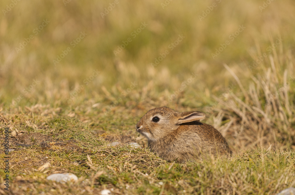 Lapin de garenne ou lapin commun (Oryctolagus cuniculus) - Jeune Lapin de garenne ou lapin commun (Oryctolagus cuniculus) - Jeune