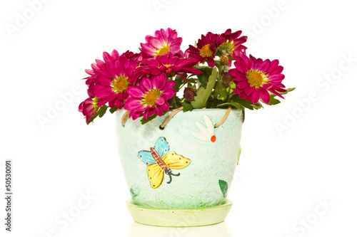 blooming chrysanthemums in a pot