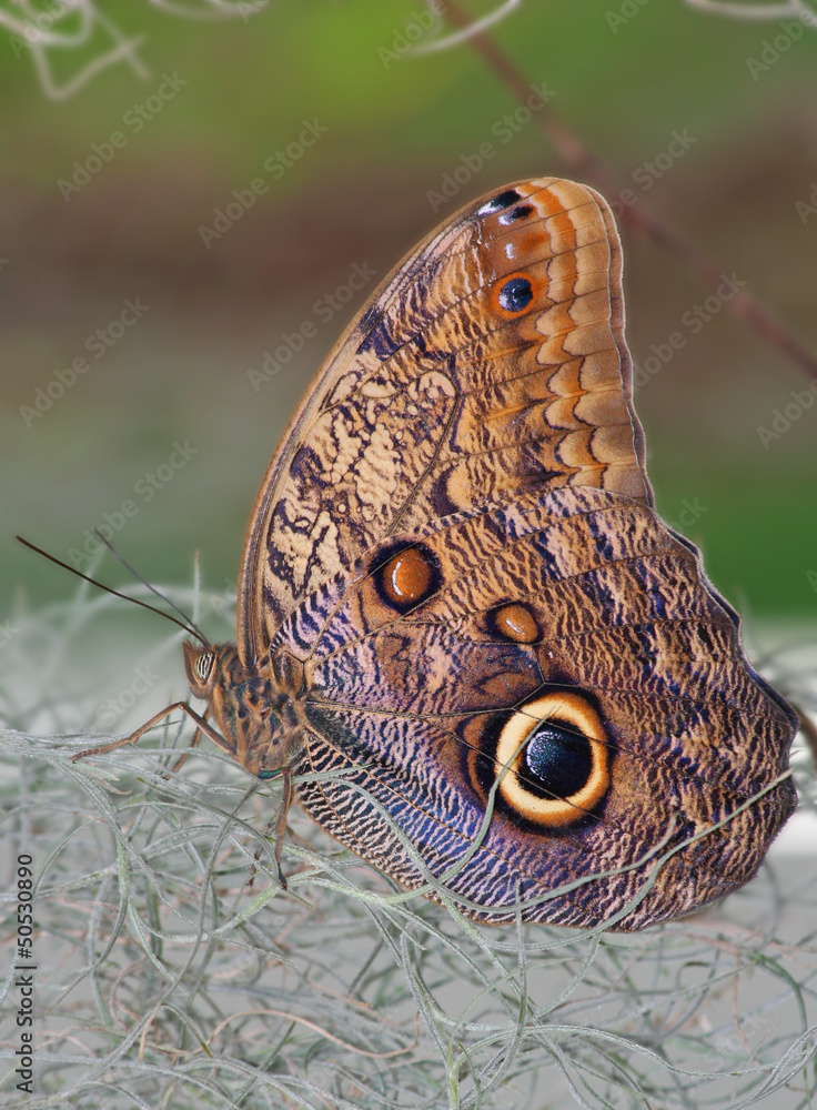 Fototapeta premium Owl Butterfly standing on the dry plants