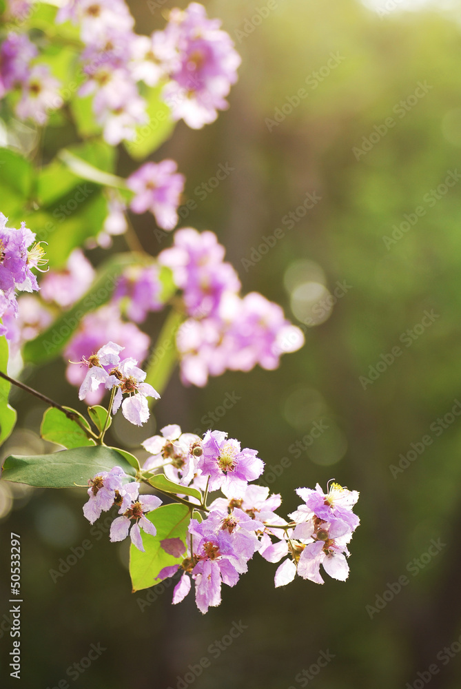 violet flowers on green background
