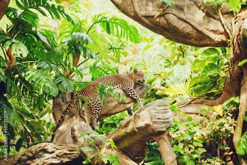 Lying  sleeping  leopard on tree branch