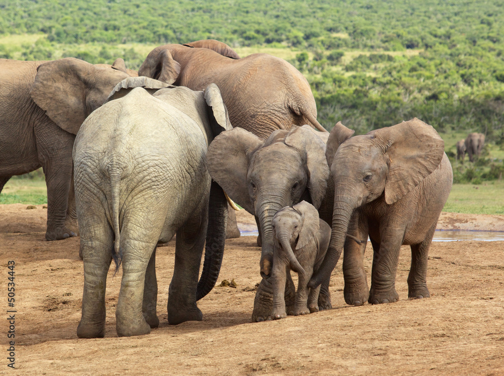 Fototapeta premium Helping Hands