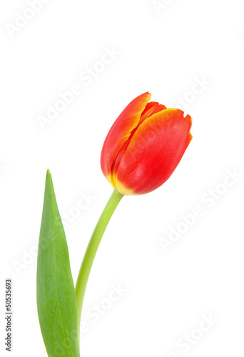 Fototapeta Naklejka Na Ścianę i Meble -  Tulpe