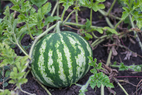 Watermelon in a vegetable garden