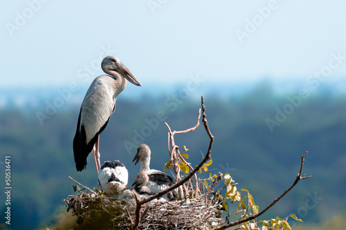 Tableau sur toile Mère cigogne et ses petits cigoneaux dans le nid
