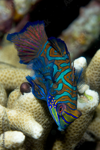 Mandarin fish on hard coral background in Philippines #50537087