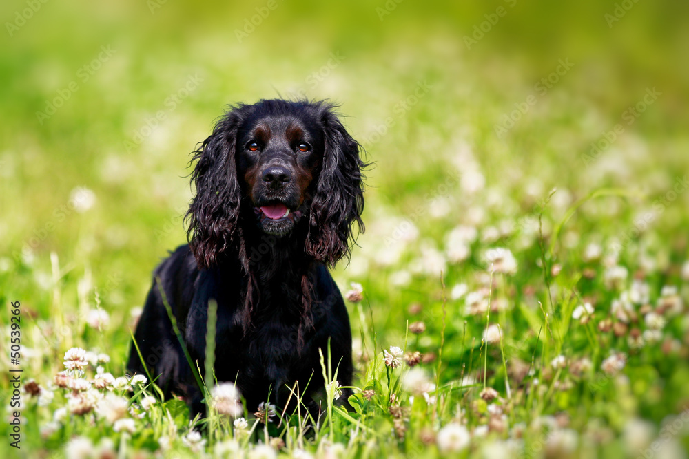 Black english springer spaniel playing in clover field Black english springer spaniel playing in clover field