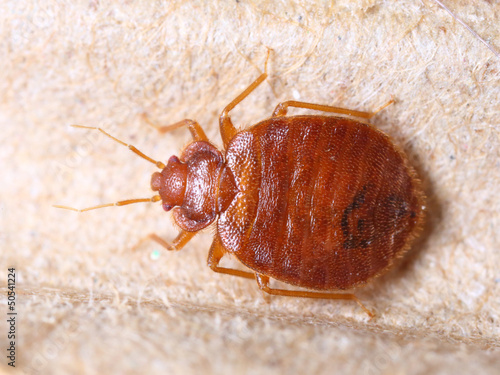 Foto Cimex lectularius