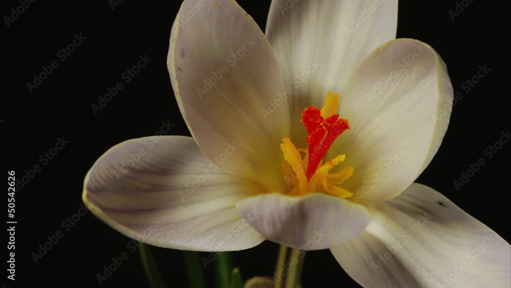 snowdrop crocus saffron Galanthus blossom time lapse snowdrop crocus saffron Galanthus blossom time lapse