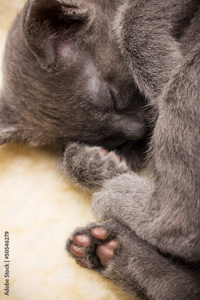 Obraz premium Kitten.