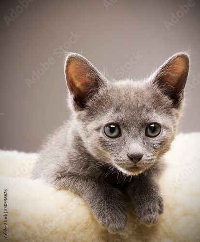Photography Kitten.
