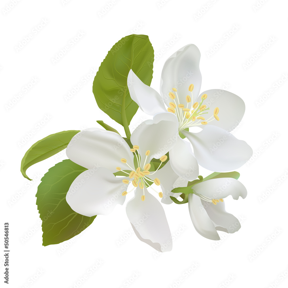 Fototapeta premium White apple flowers