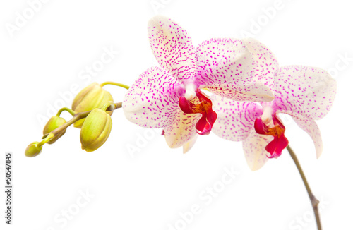 Fototapeta Naklejka Na Ścianę i Meble -  phalaenopsis