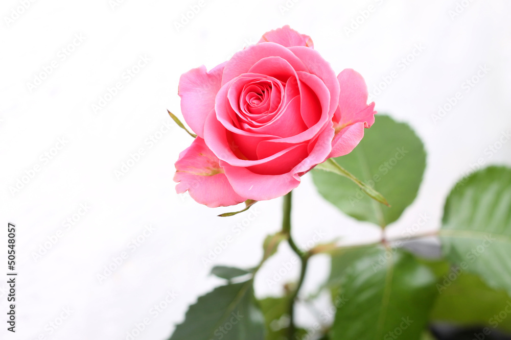 Pink rose closeup isolated on white background Pink rose closeup isolated on white background
