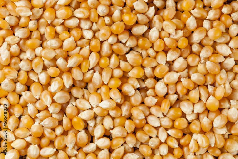Organic Raw Yellow Corn Kernels Organic Raw Yellow Corn Kernels