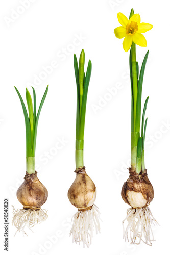 Different growth stages of a narcissus