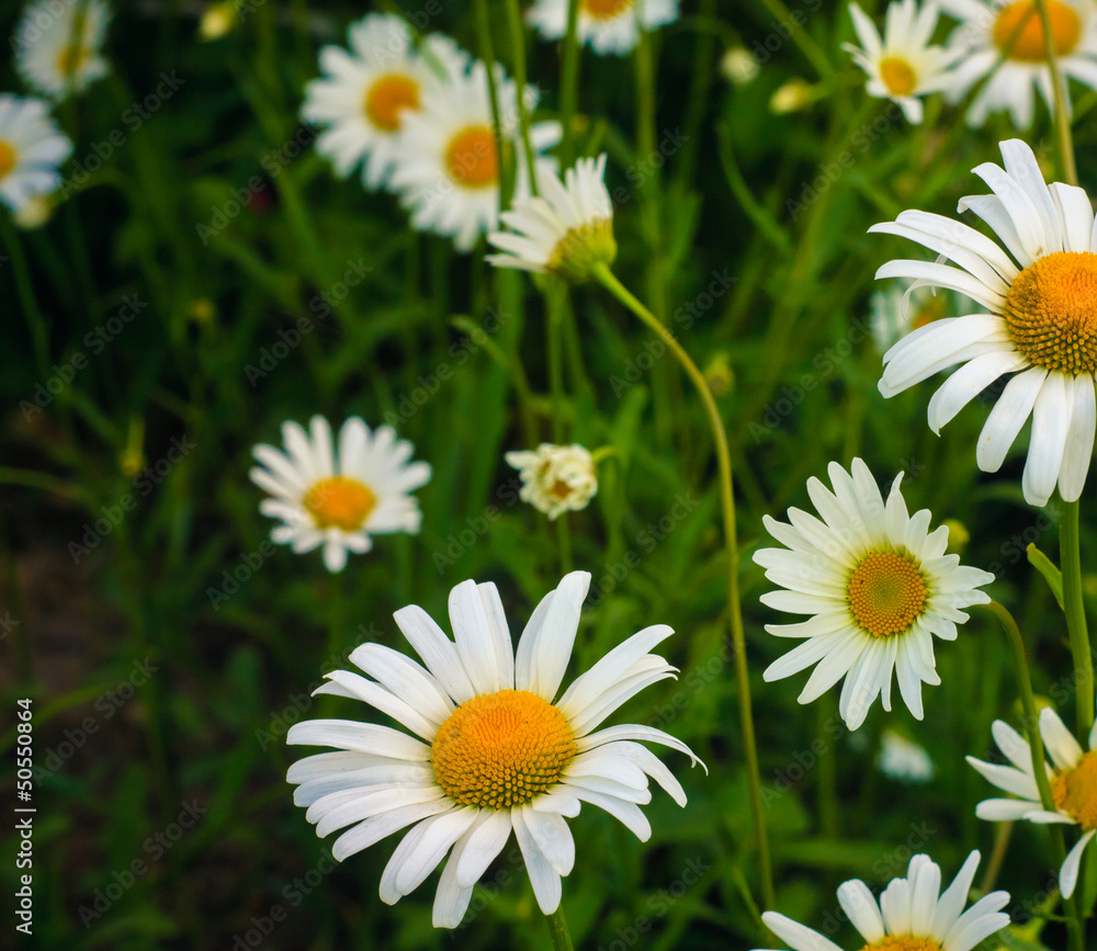 Obraz premium White Chamomile